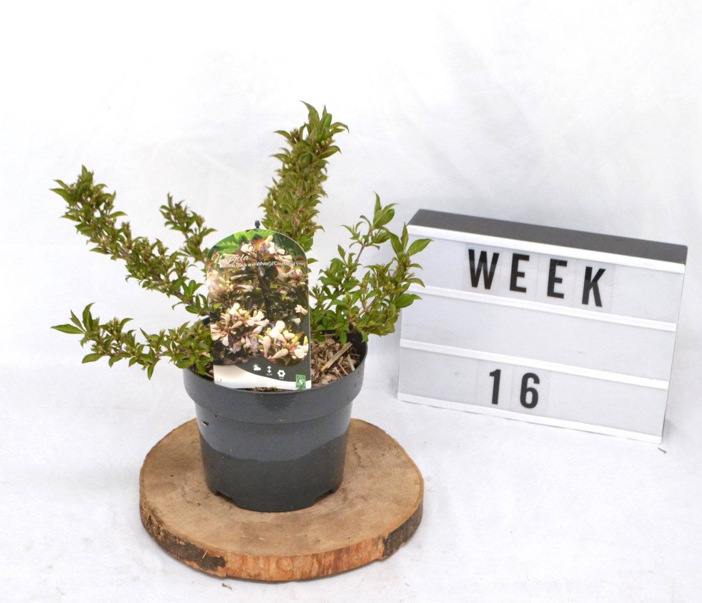 Weigela 'Black and White' - C3 20-40 CM